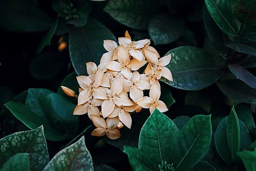 Macro Flower 55 Art Print