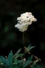 Macro Flower 56 Art Print