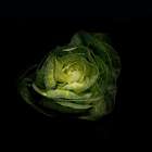 Macro Flower 57 Minimalist Print