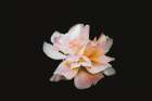 Macro Flower 60 Art Print