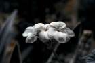Macro Flower 61 Art Print