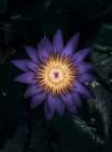 Macro Flower 62 Art Print
