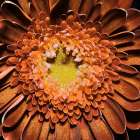 Macro Flower 63 Art Print
