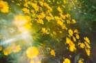 Springtime Art Print