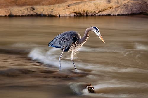 The Bird Art Print