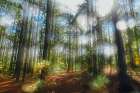 Blurry Forest Art Print