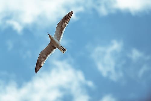 Flight Art Print