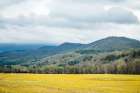 Yellow Fields Art Print