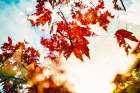 Autumn Leaves Art Print