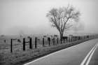 Cows in Fog Art Print