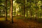 Golden Woods Art Print