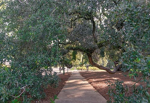 Big Oak 3 Art Print