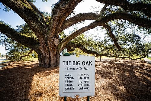 Big Oak 6 Art Print