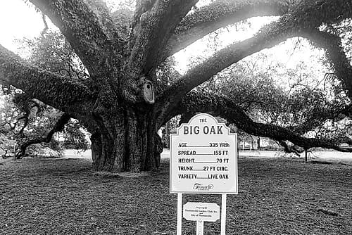 Big Oak Vintage Nature Print