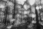 Blurry Forest BW Art Print