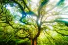 Dream Tree 3 Art Print
