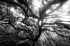 Dream Tree Monochrome Art Print