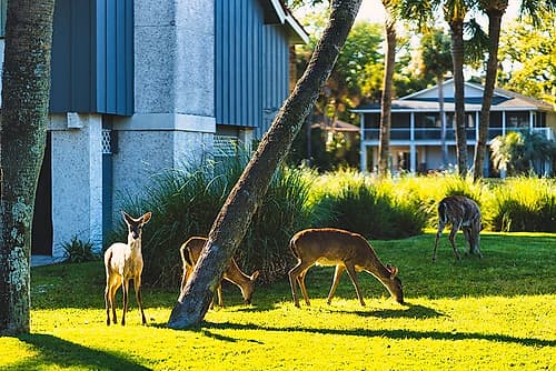 Fripp Deer Art Print