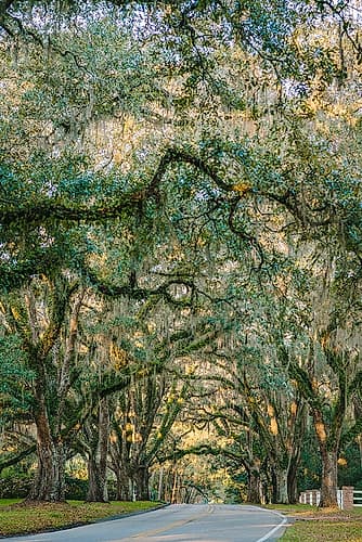 Morning Road Vertical Landscape Print