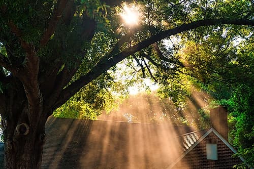 Morning Sunlight Horizontal Nature Print