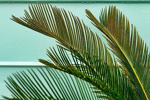Teal Fern 2 Coastal Print