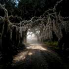 Road in the Woods 4 Art Print