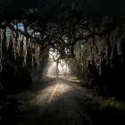 Road in the Woods 8 Art Print