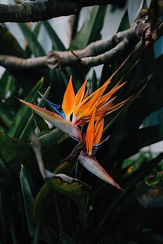 Bird of Paradise Art Print