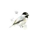 Watercolor Bird C