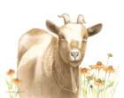 Daisy Goat Art Print