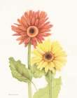 Happy Flowers I Art Print