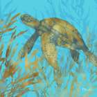 Cedar Key Turtle II Art Print