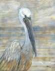 Golden Salty Pelican Art Print