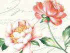 Pink Blossoms II Art Print