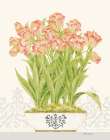 Imperial Tulips Art Print