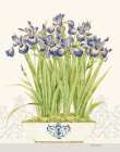 Imperial Irises Art Print