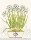 Imperial Narcissus Art Print