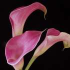 Pink Calla Lilies II Art Print