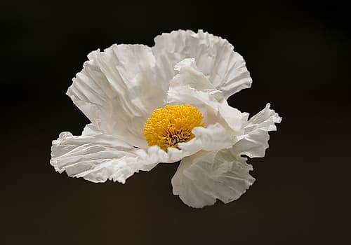 Floating Matilija I Art Print