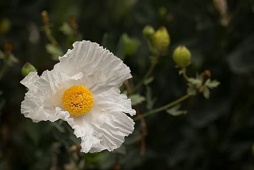 Matilija Melody I Art Print