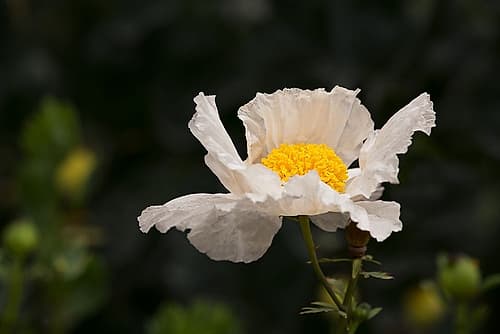Matilija Melody II Art Print