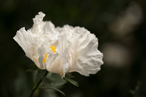 Matilija Blossom I Art Print