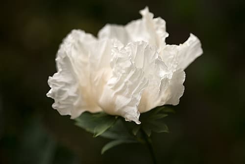 Matilija Blossom II Art Print