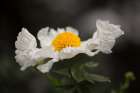 Matilija Poppy I Art Print