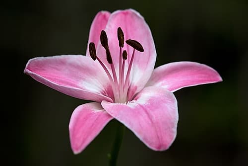 Pink Lily I Art Print