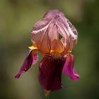 Annemaries Irises I Art Print