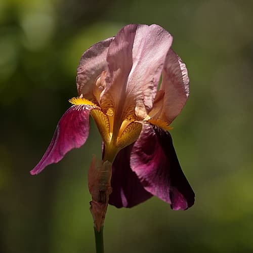 Annemaries Irises II Art Print