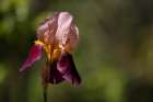 Annemaries Irises III Art Print