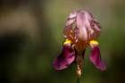 Annemaries Irises IV Art Print