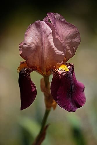 Annemaries Irises VI Art Print